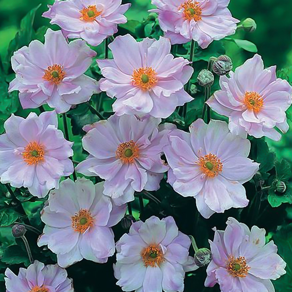 Thompson and Morgan Anemone Hybrida Konigin Charlotte Plant Pot 3L Image 2