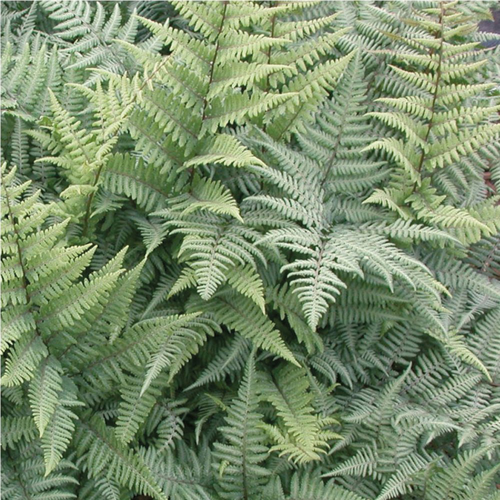 Thompson and Morgan Fern Athyrium Niponicum Pictum Plant Pot 9cm Image 2