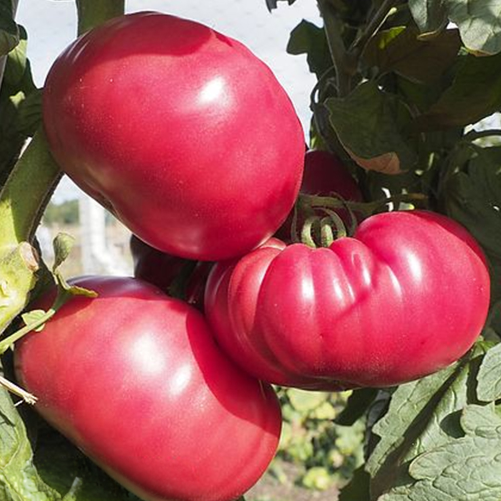 Thompson & Morgan Tomato Grafted Buffalopink Postiplug Plant 3 Pack Image 1