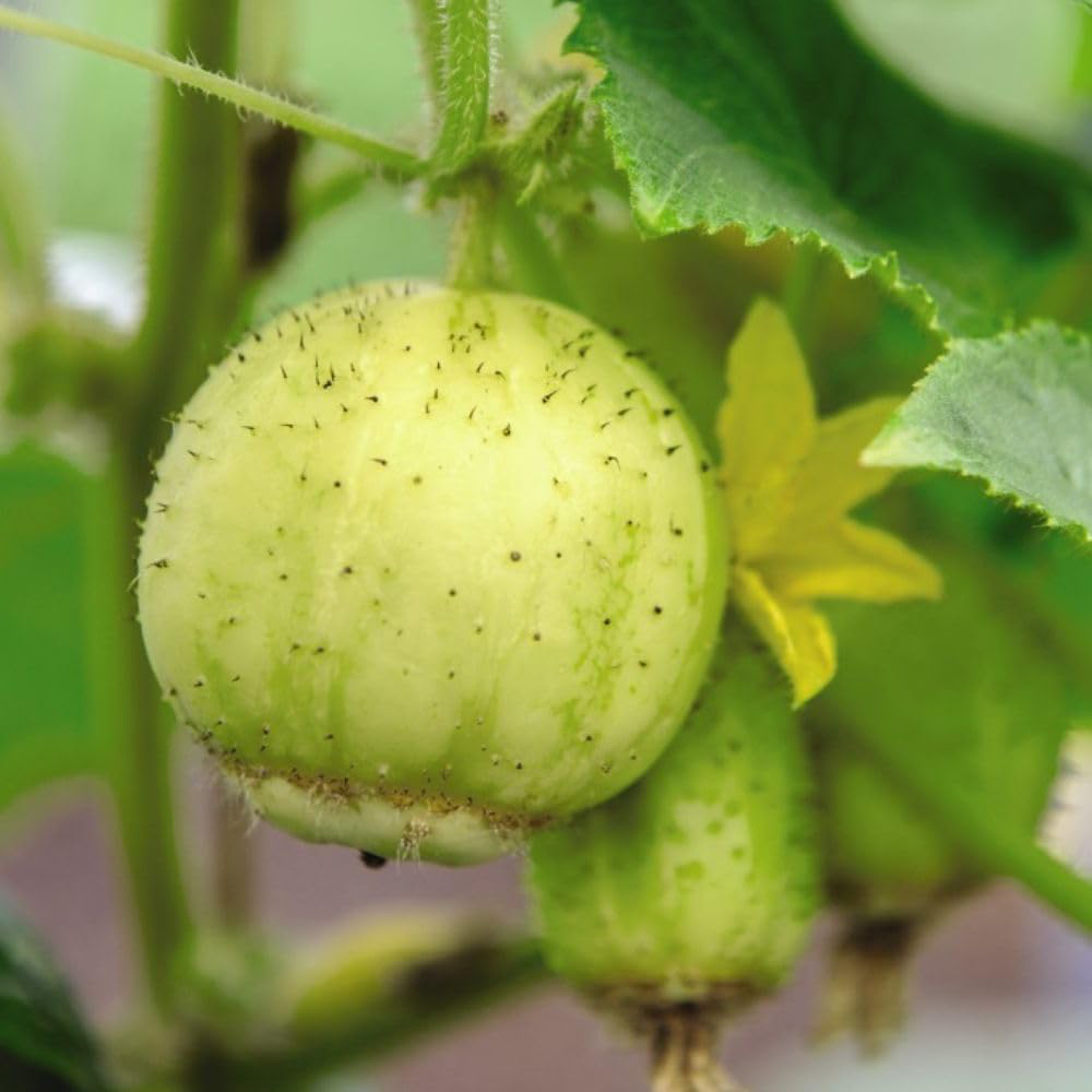Thompson and Morgan Cucumber Crystal Apple Seeds Image