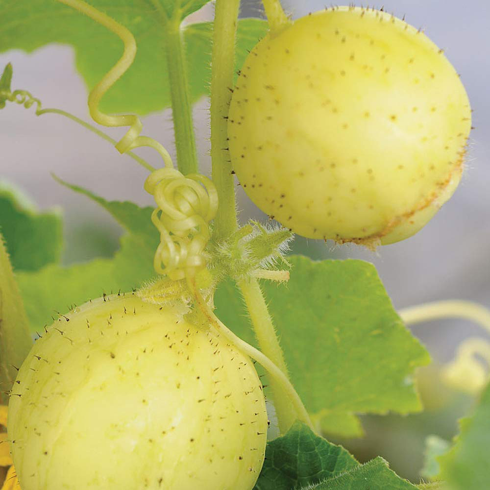 Thompson and Morgan Cucumber Crystal Apple Seeds Image