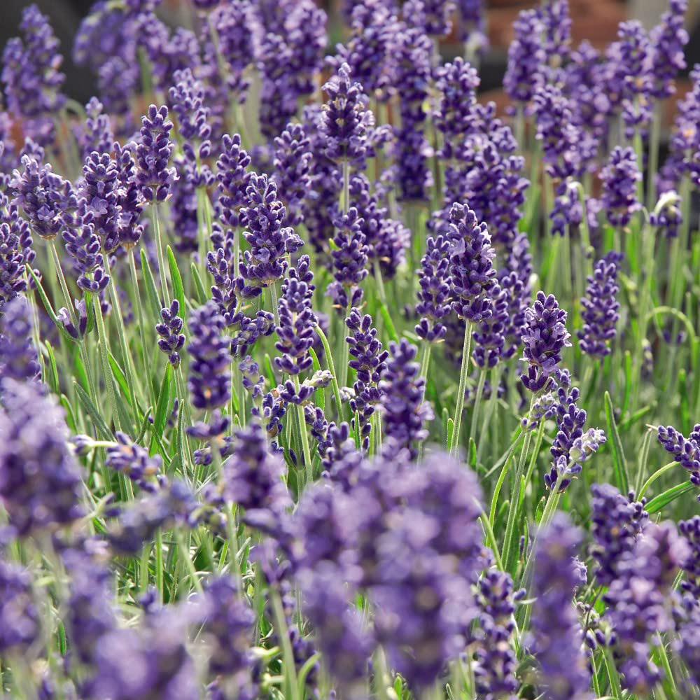 Thompson and Morgan Lavandula Lavender Angustifolia Hidcote Potted Plant 9cm 3 Pack Image 4