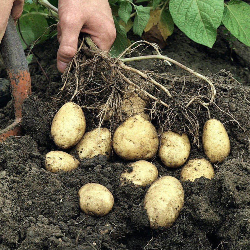 Thompson and Morgan Potato Patio Kit Image 1