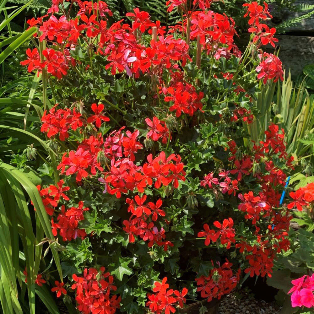 Thompson and Morgan Geranium Peltatum Red Plant Pot 10.5cm 3 Pack Image 3