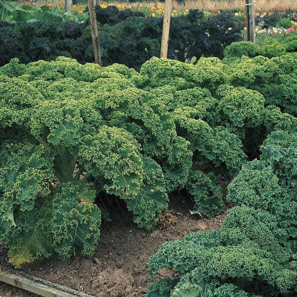 Thompson & Morgan Kale Dwarf Green Curled 400 Seeds Packet Image 1