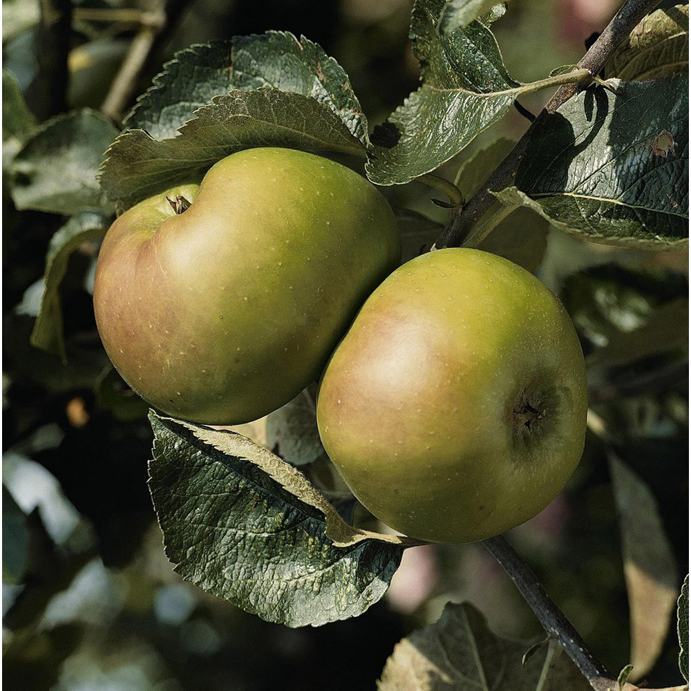 Thompson and Morgan Apple Malus Bramley's Seedling MM106 Rootstock Plant Pot 12L Image 1