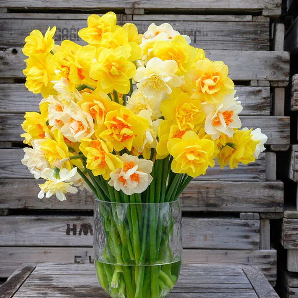 Thompson and Morgan Daffodil Outstanding Orchid Mixed Bulb 40 Pack Image 2