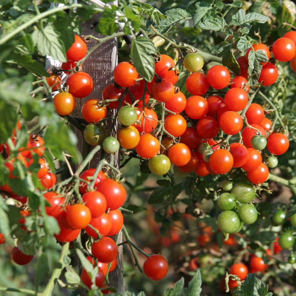 Thompson & Morgan Tomato Sweet Million Peat Free Plug Plant 3 Pack Image 3