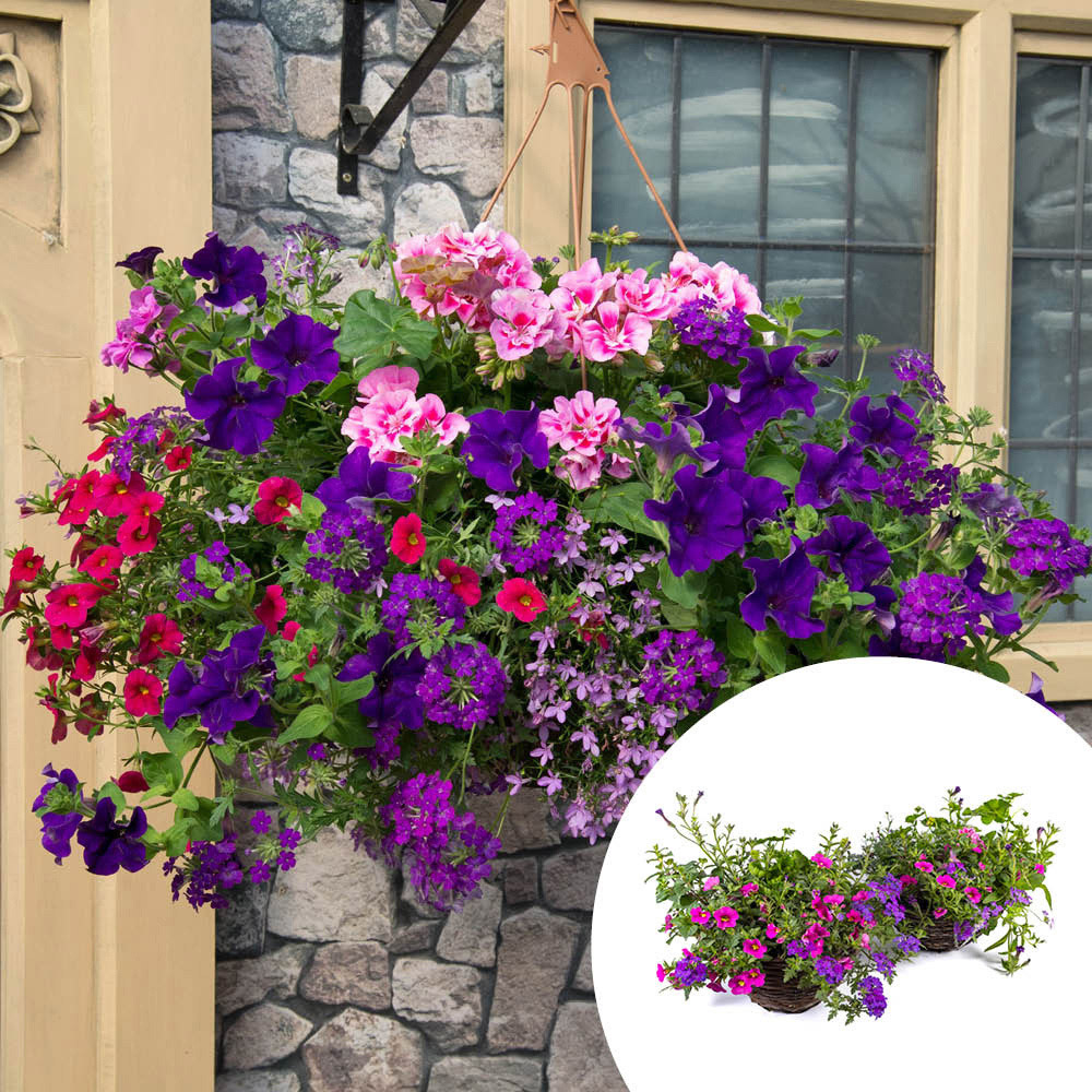 YouGarden Preplanted Summer Sensation Rattan Hanging Basket 35cm 2 Pack Image 2
