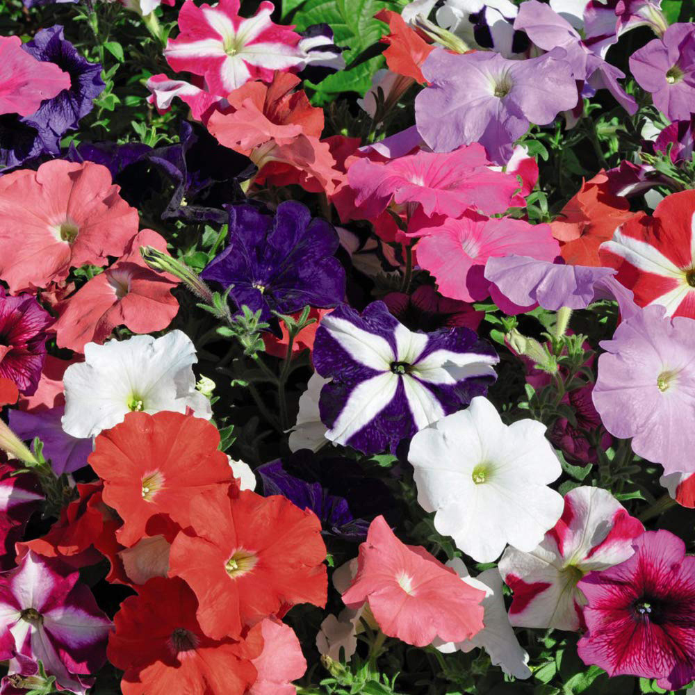 Thompson and Morgan Hanging Basket Plug Plant Collection 72 Pack Image 5