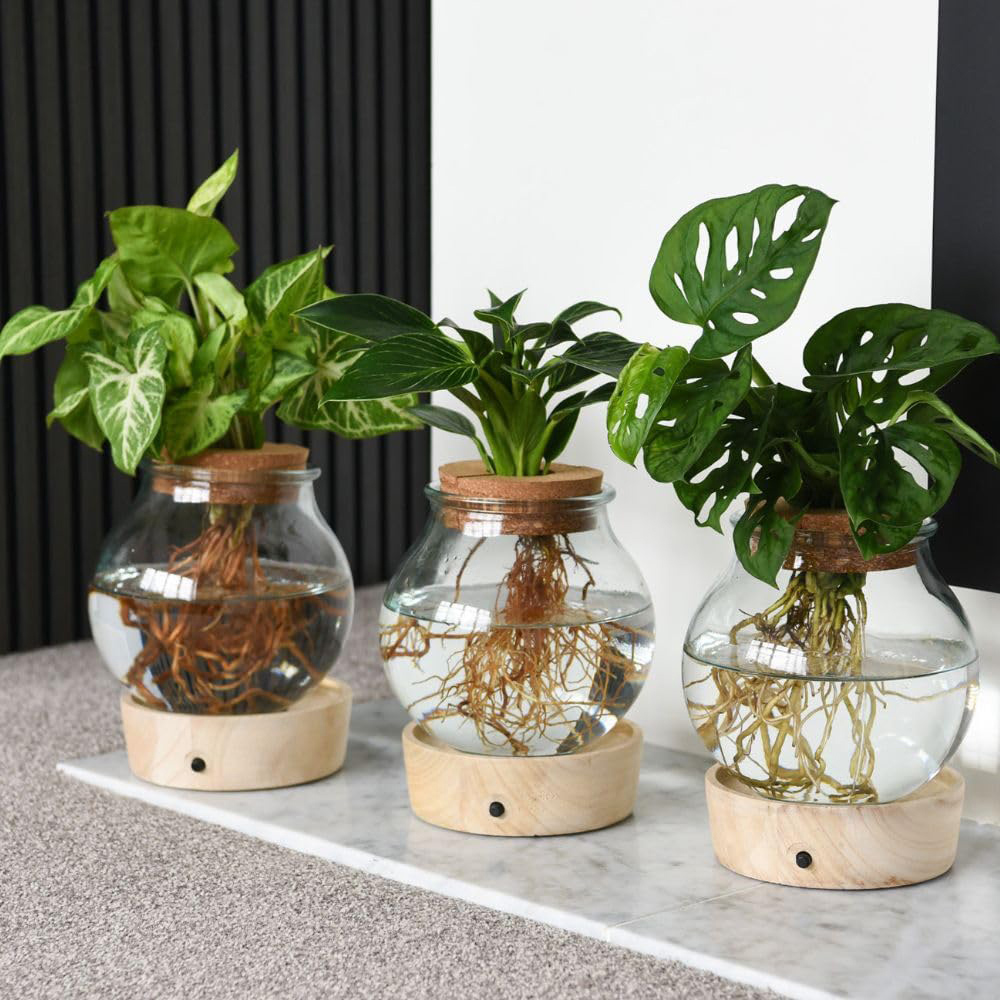 Thompson & Morgan Houseplants Mix Plant with Light Up LED Glass Vase 2 Pack Image 1