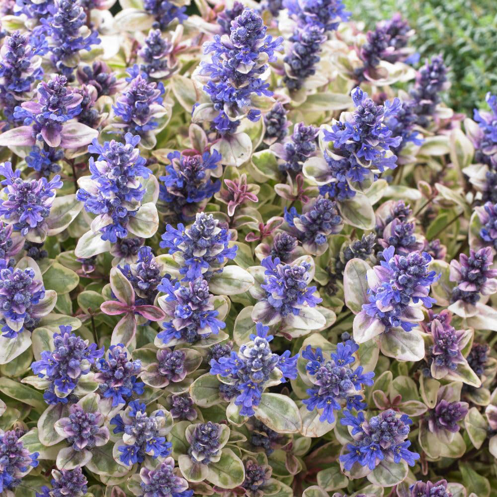 Thompson & Morgan Ajuga Tenorei Princess Nadia Plant Pot 3L Image 3
