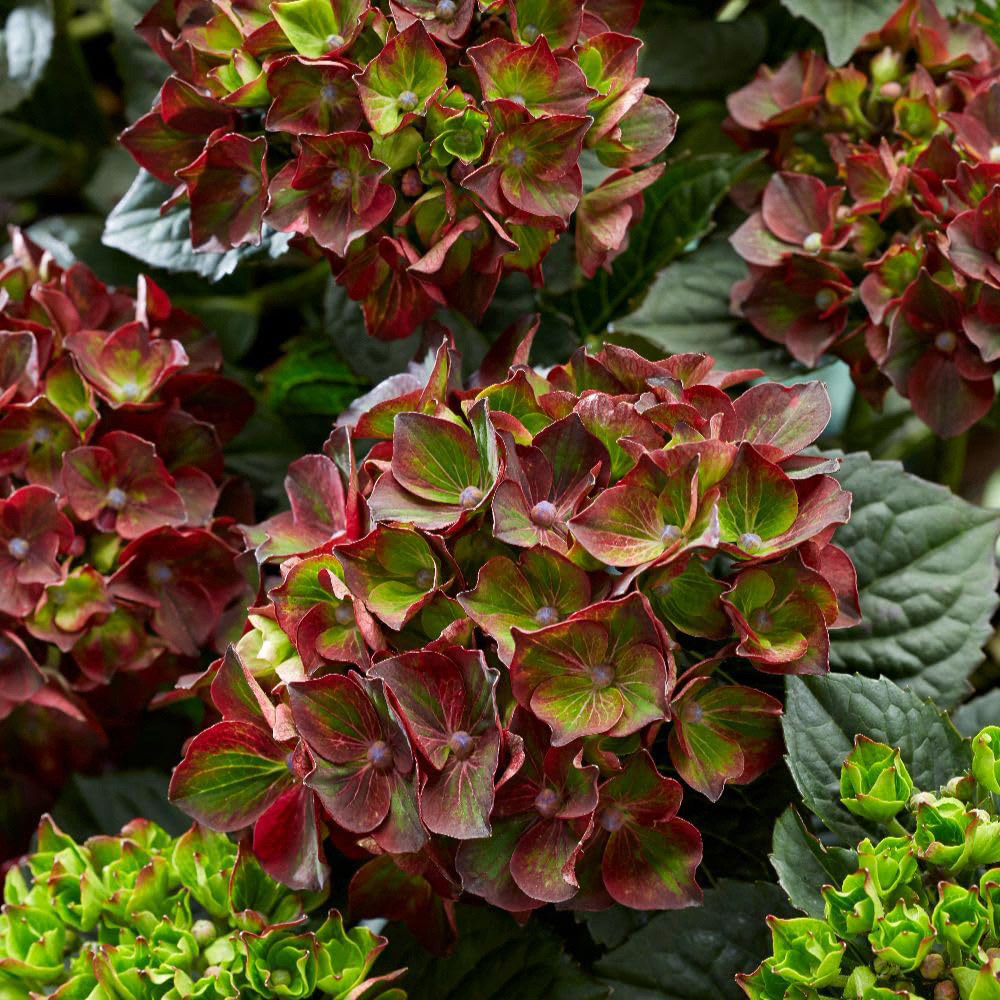 Thompson and Morgan Hydrangea Black Knight Plant Pot 2L 2 Pack Image 2