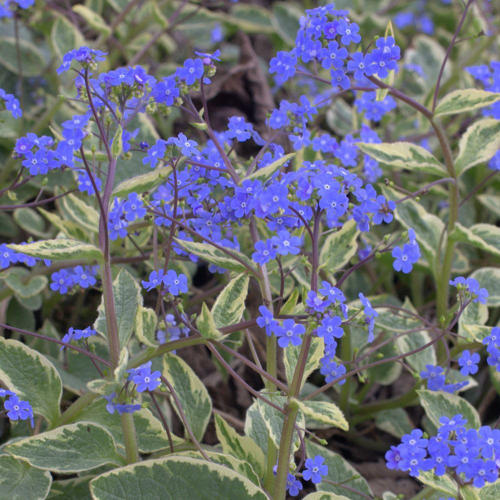 Thompson and Morgan Brunnera Macrophylla Hadspen Cream Plant Pot 9cm 3 Pack Image