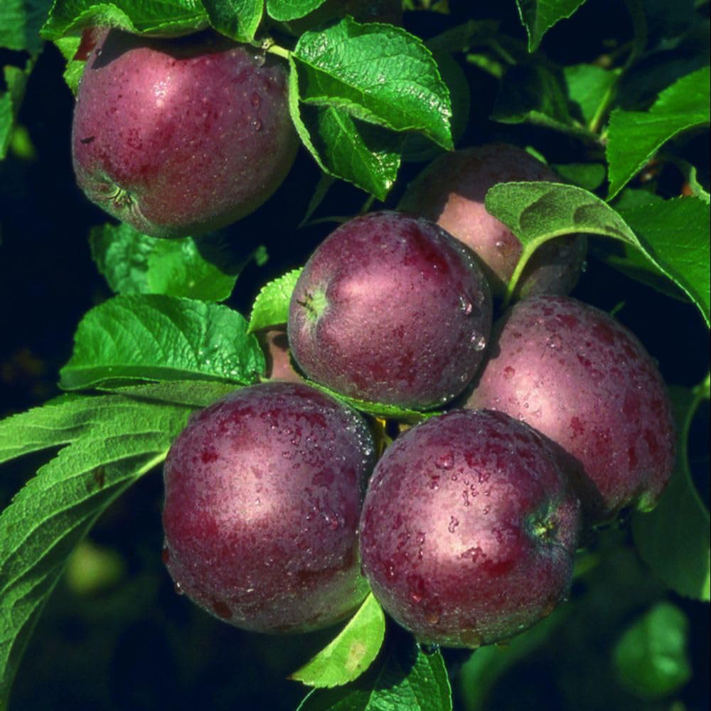 Thompson and Morgan Apple Malus Spartan MM106 Rootstock Bare Root Tree 2 Pack Image 2
