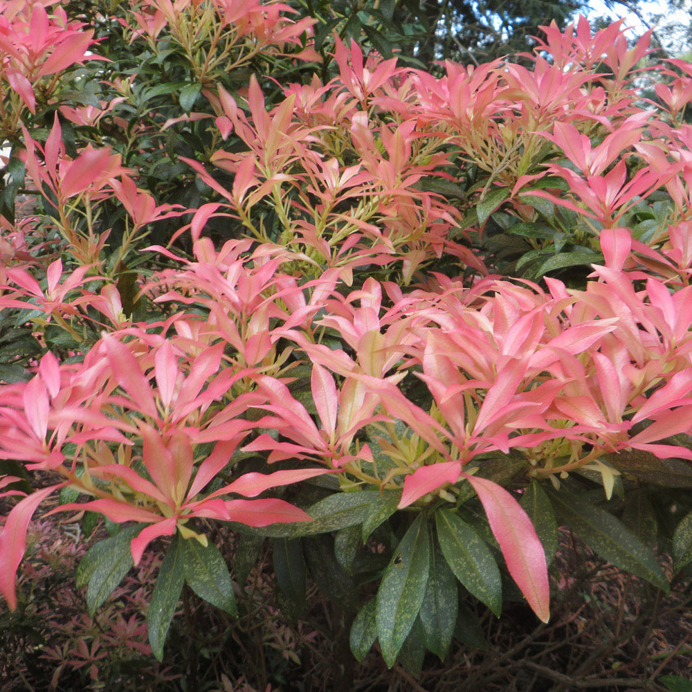 YouGarden Pieris Collection Plant Pot 9cm 3 Pack Image 2