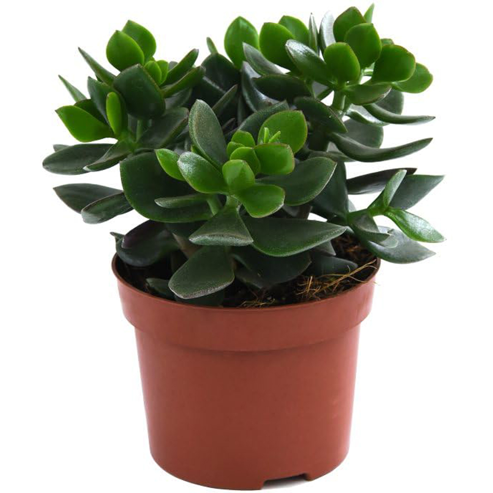 Thompson & Morgan Crassula Hulk Potted Plant Image 2
