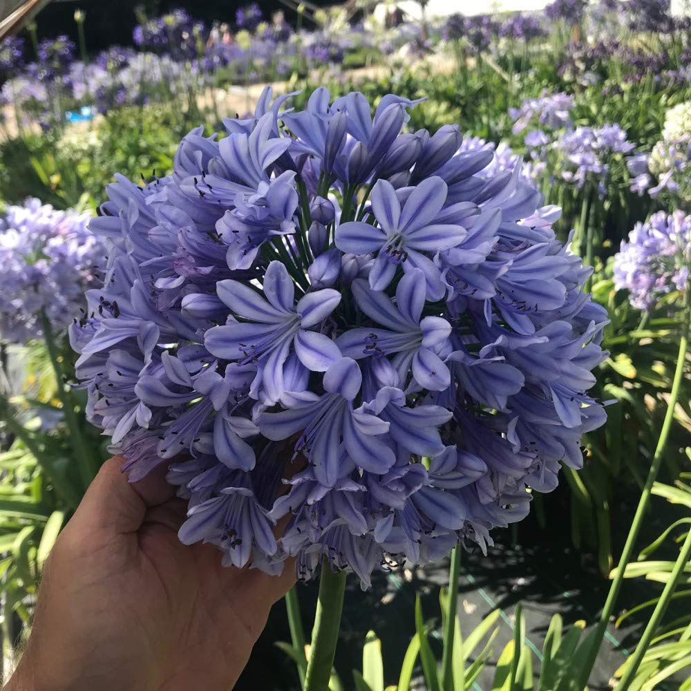 Thompson and Morgan Agapanthus Full Moon Plant Pot 9cm Image 4