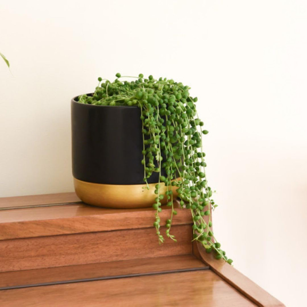 Thompson & Morgan Senecio String of Pearls Plant Pot 8cm Image 2