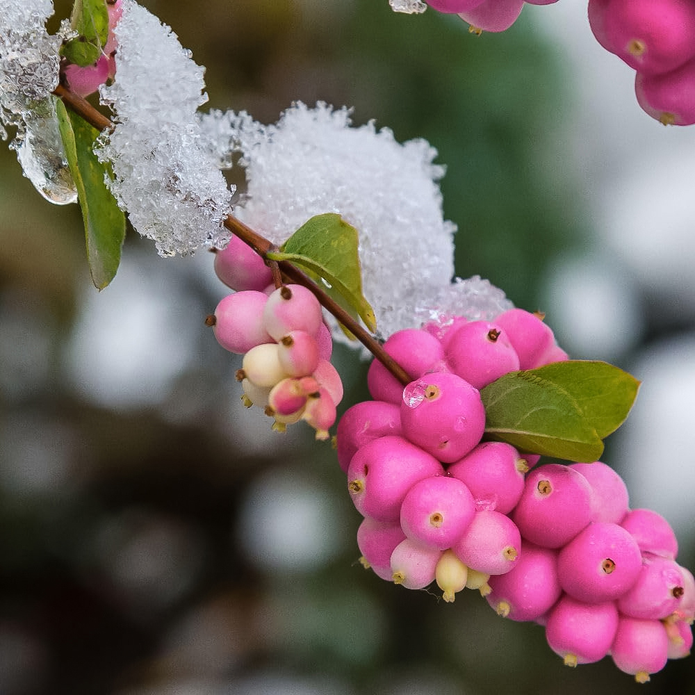 Thompson and Morgan Symphoricarpos Doorenbosii Magical Candy Plant Pot 9cm Image