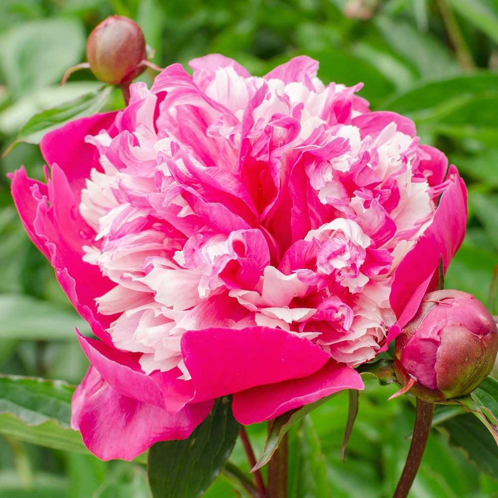 Wilko Raspberry Ruffles YouGarden Peony Ruffles Bare Root Collection 3 Pack | Wilko