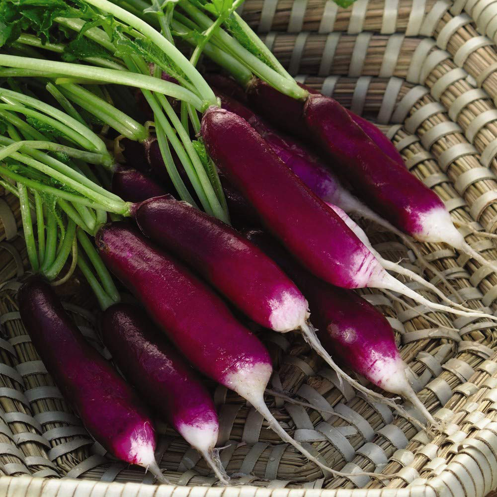Thompson & Morgan Radish Felicia Seeds Image