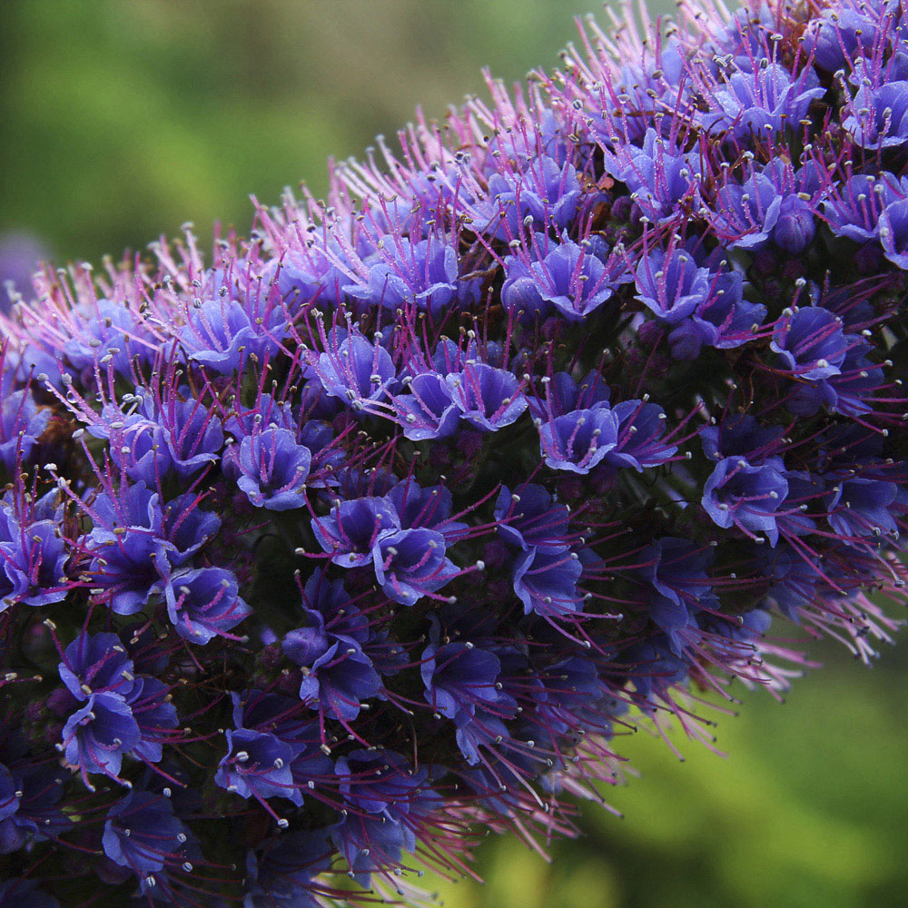 YouGarden Echium Candicans Pride of Madeira Plant in Pot 5L Image 3