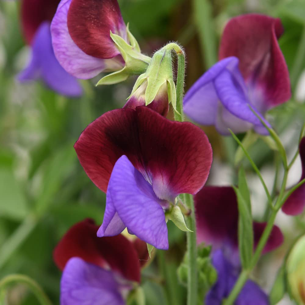 Thompson & Morgan Sweet Pea Matucana Seeds Image 1