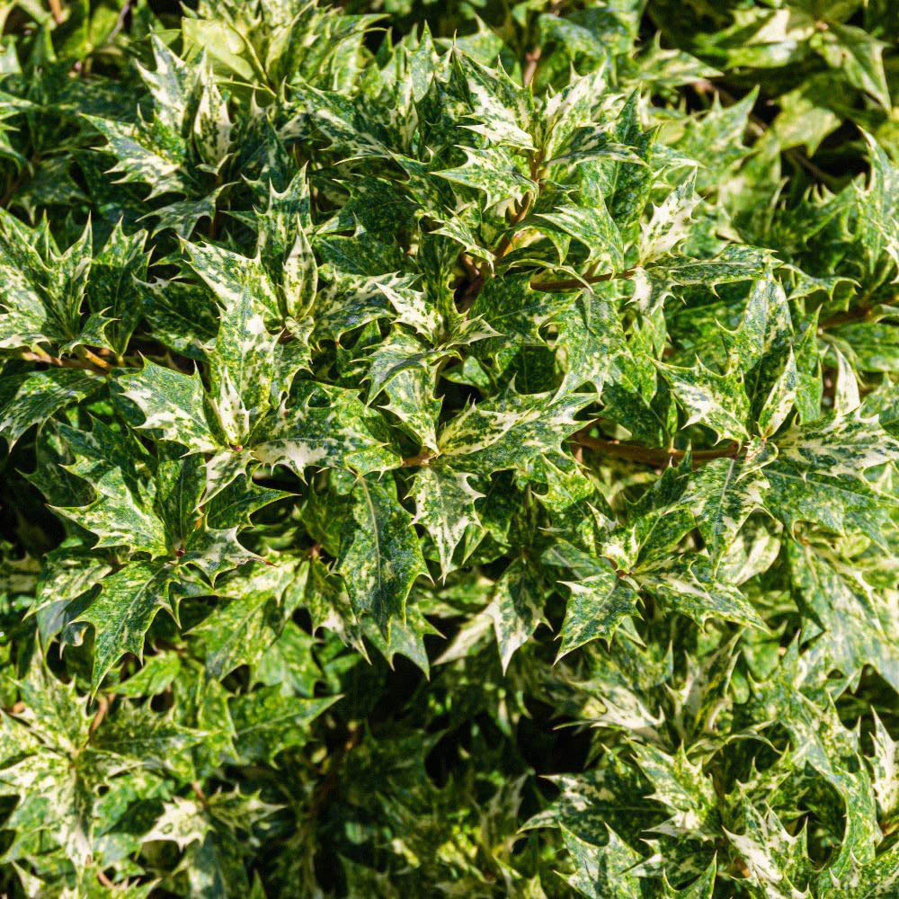 Thompson and Morgan Osmanthus Heterophyllus Goshiki Plant Pot 3L Image 1
