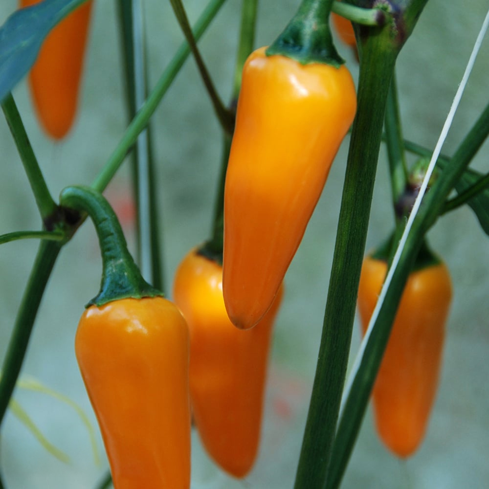 Thompson and Morgan Chilli Jalapeno Capsicum Annuum Golden Jalapeno Seed Packet Image 1