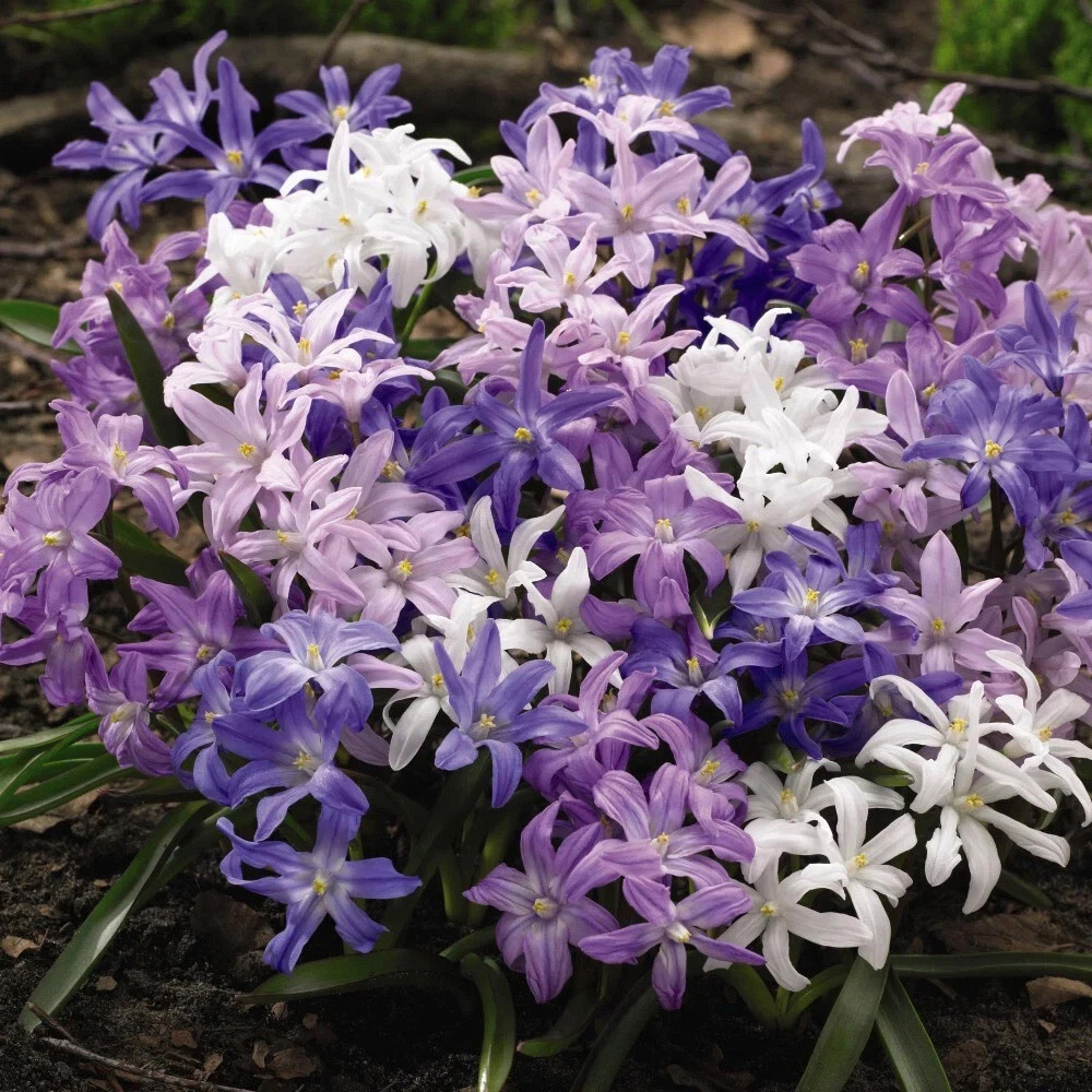 Thompson and Morgan Chionodoxa Mixed Glory f The Snow Planting Bulb 80 Pack Image 4