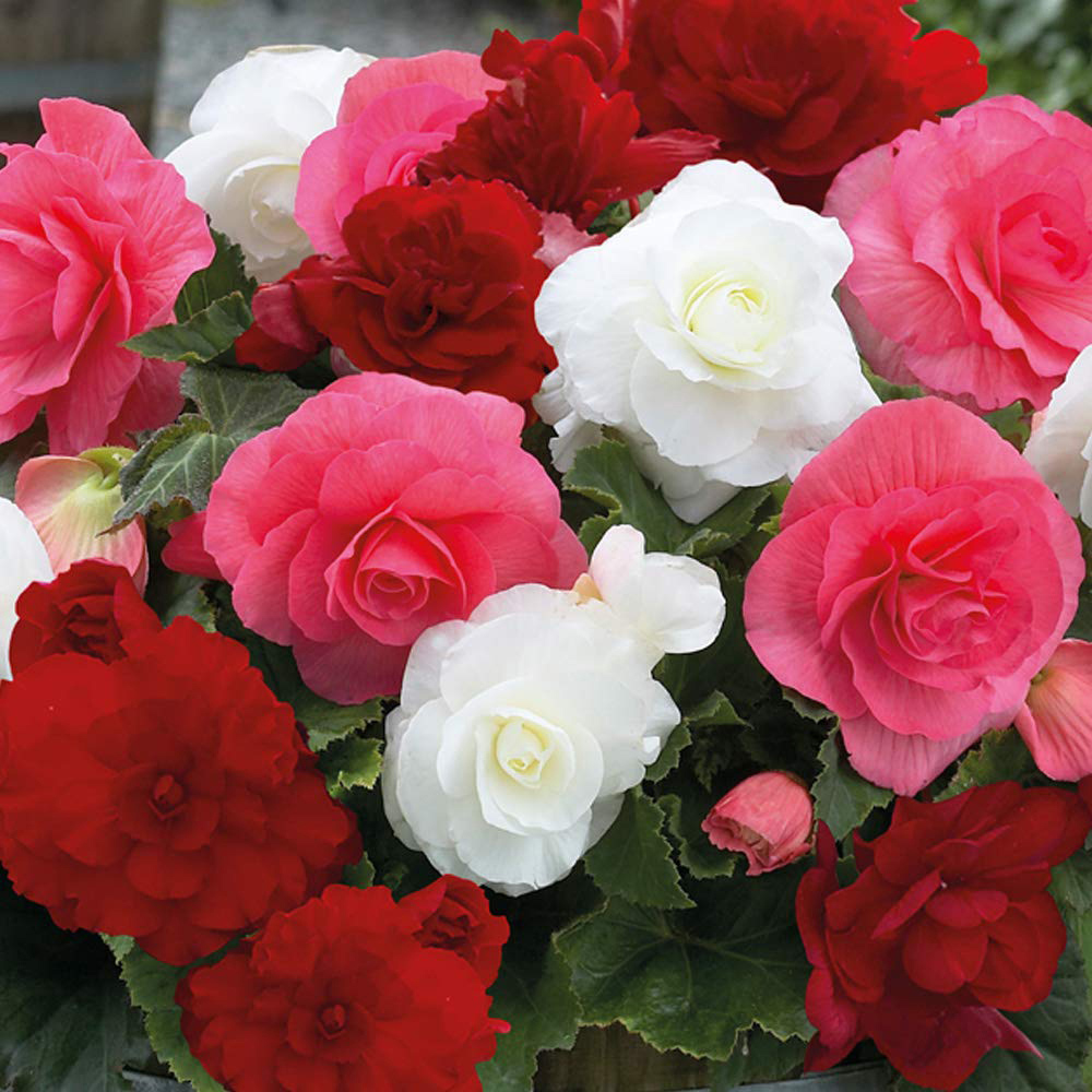 Thompson and Morgan Begonia Nonstop Berries and Cream Mix Tuber 5 Pack Image 1
