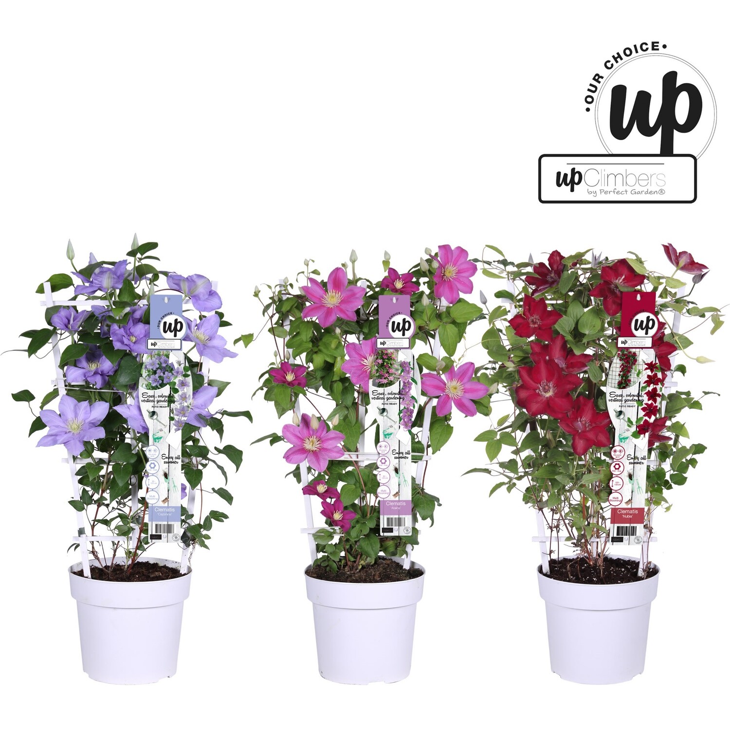 Clematis Raymond Evison - Purple Image