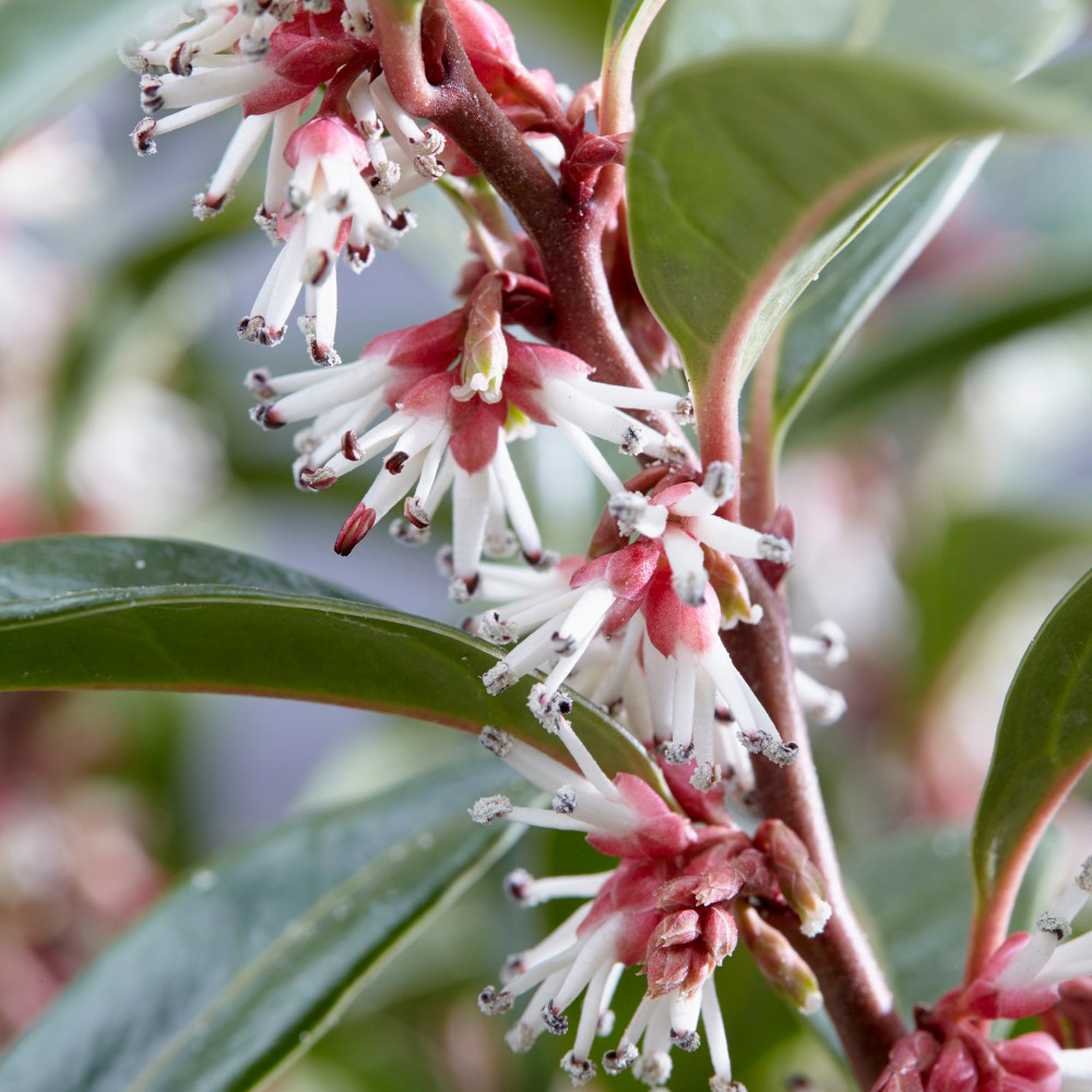 Thompson and Morgan Sarcococca Winter Gem Plant Pot 3L Image 2