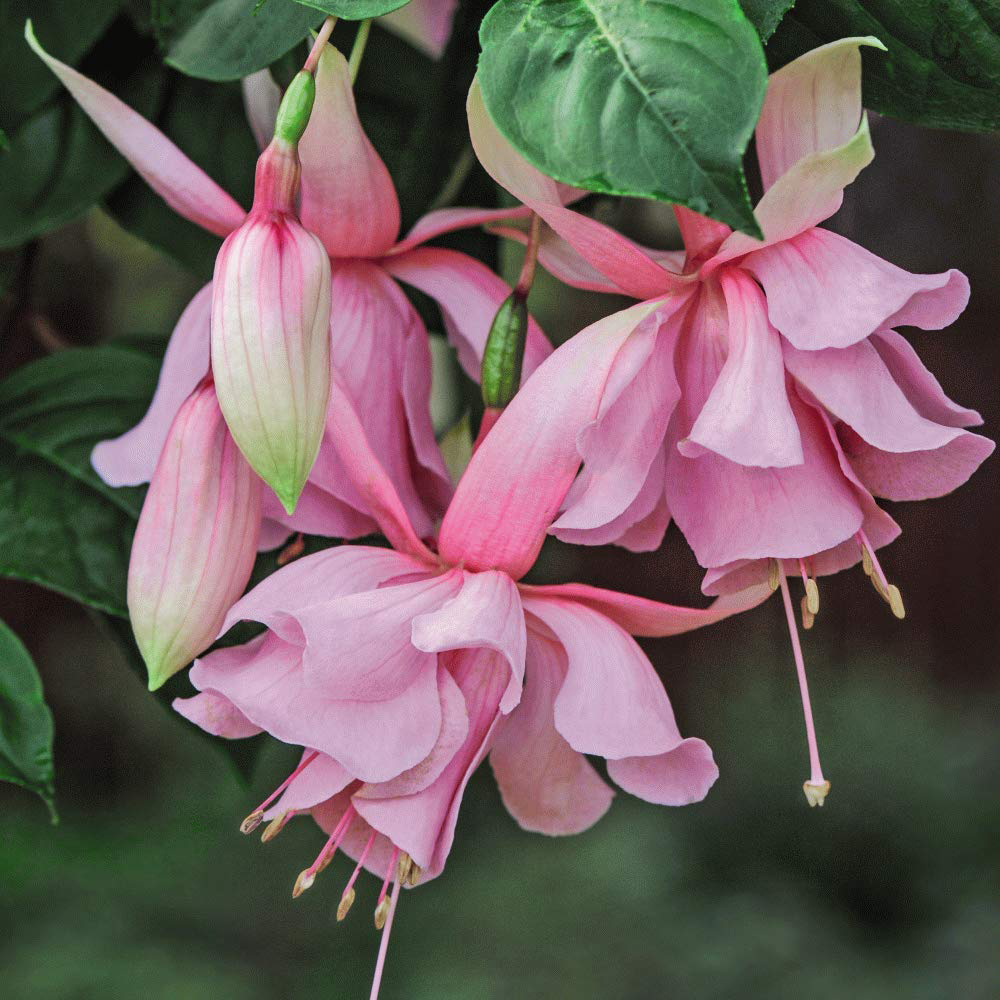 Thompson and Morgan Fuchsia Trailing Pink Elephant Postiplug Plant 5 Pack Image 1