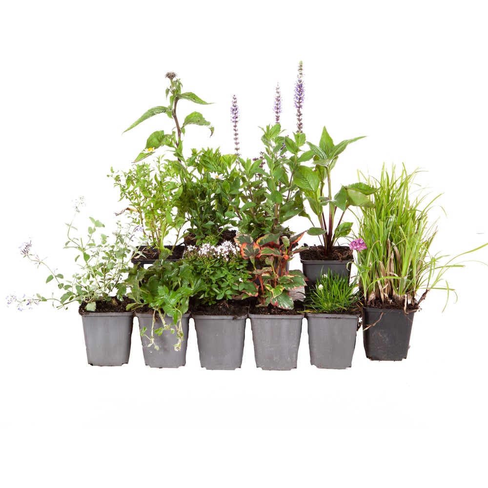 YouGarden Perennial Collection 12 Pack Image 4