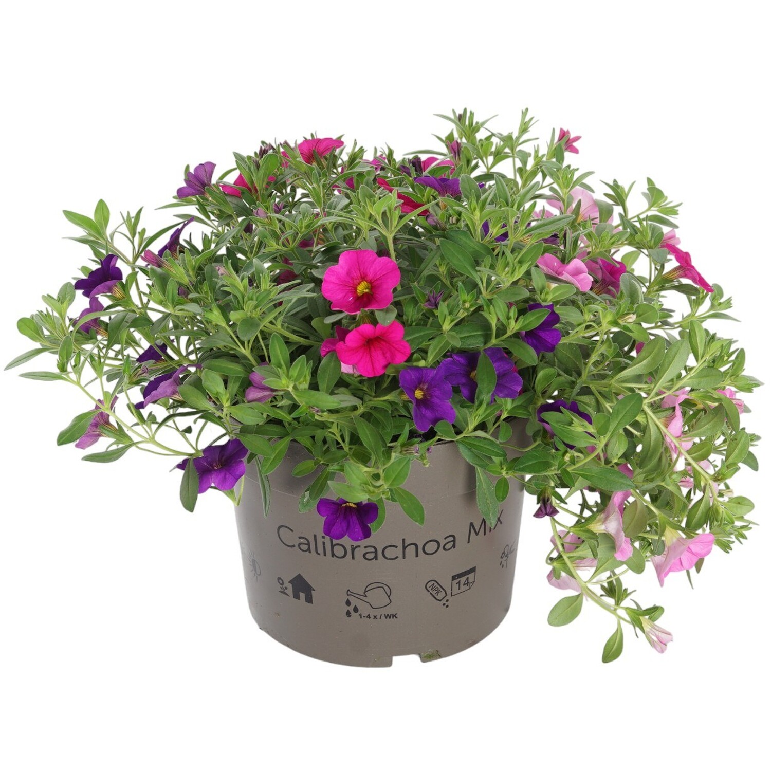 Calibrachoa Bedding Plant Image