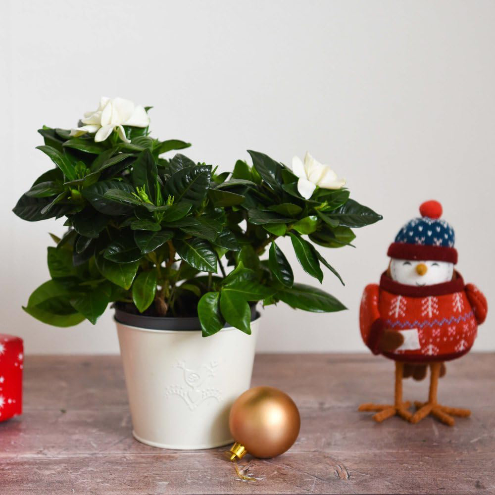 Thompson and Morgan Christmas Gift Gardenia Snowball Plant Pot 13cm 2 Pack Image 2