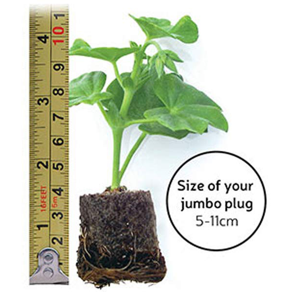 Thompson and Morgan Alstroemeria Indian Summer Jumbo Plug 2 Pack with Sabina Grey Pots 2 Pack Image 7