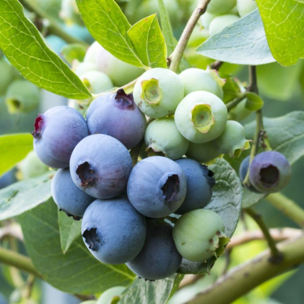 Thompson & Morgan Organic Blueberry Patriot Plant Pot 2L Image