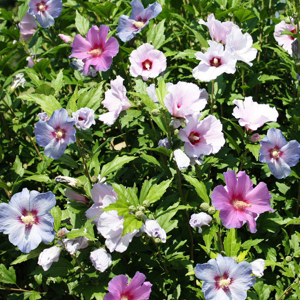 YouGarden Hibiscus Tricolour Bush Plant Pot 4.6L Image 1