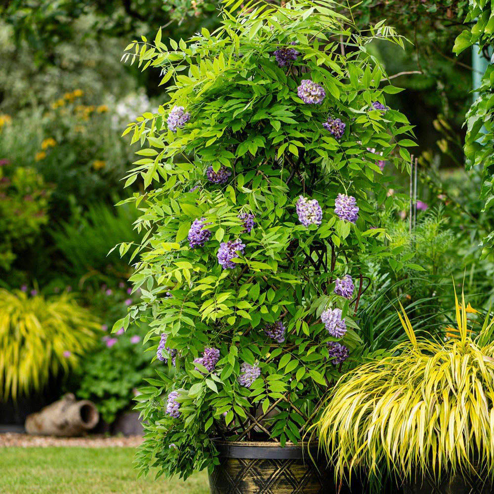Thompson and Morgan Wisteria Amethyst Falls Plant Pot with Tower Pot 9cm Image 7