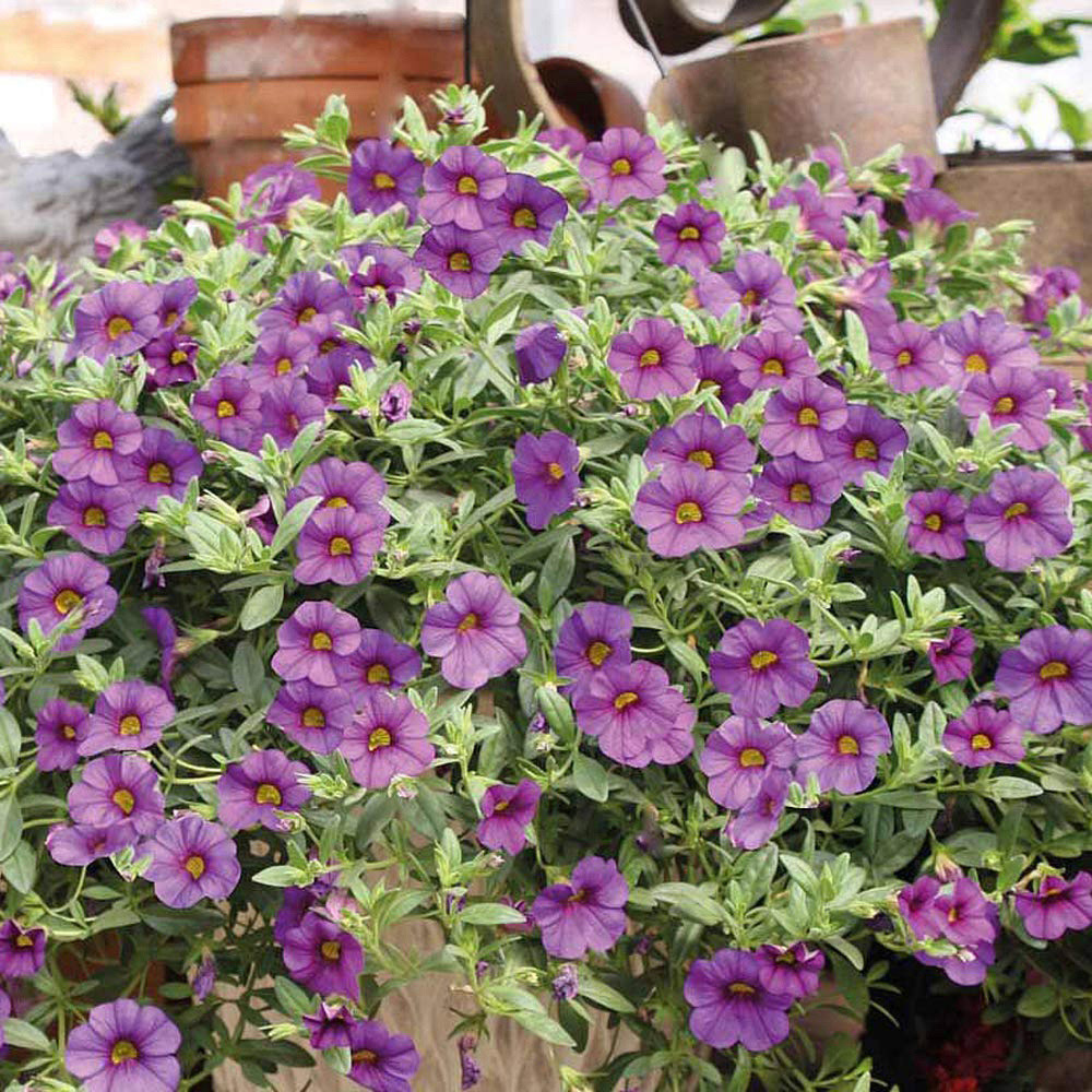 Thompson and Morgan Calibrachoa Million Bells Postiplugs 40 Pack Image 4