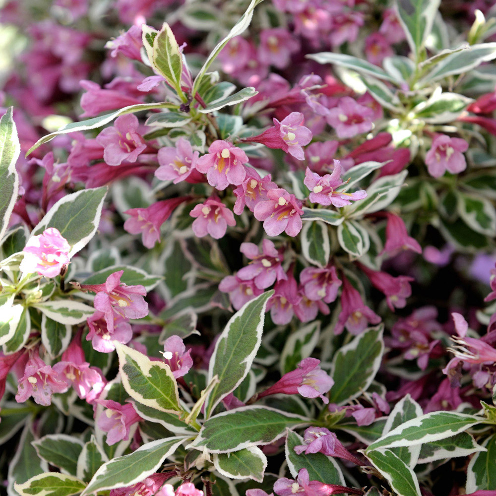 YouGarden Weigela Florida Monet Plant Pot 3L Image 1