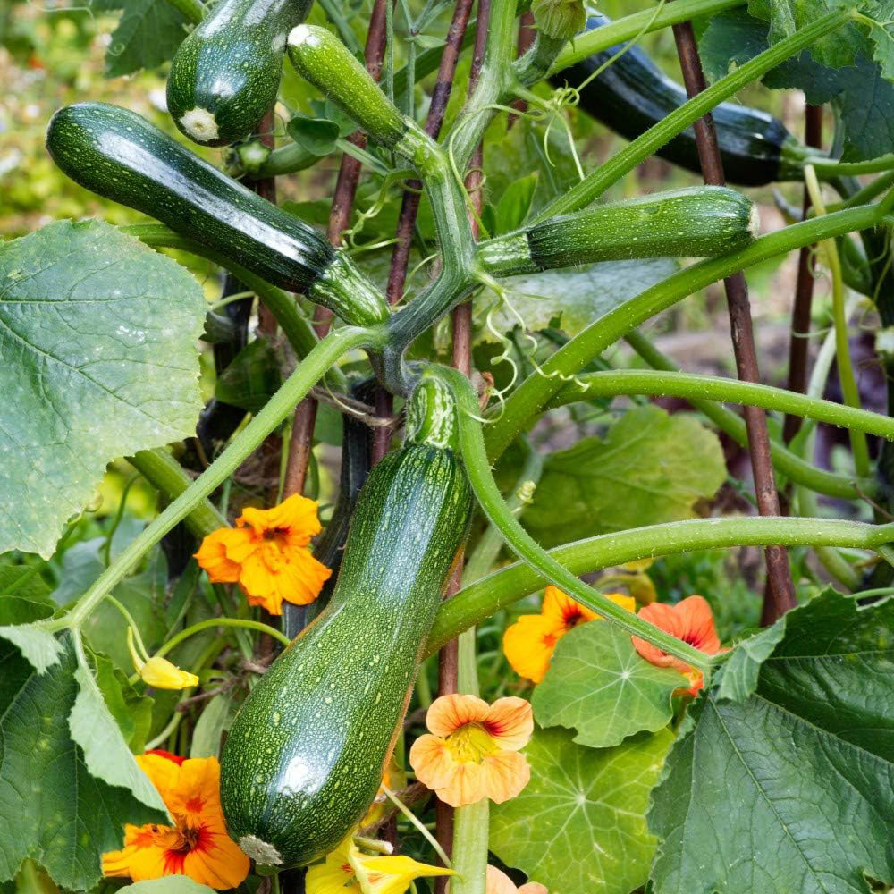 Thompson & Morgan Courgette Black Forest F1 Hybrid 4 Seeds Packet Image 2