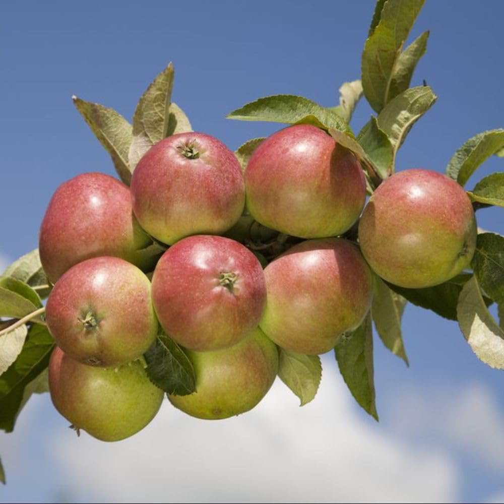 Thompson and Morgan Apple Tree Worcester Pearmain Bare Root Tree 2 Pack Image 3
