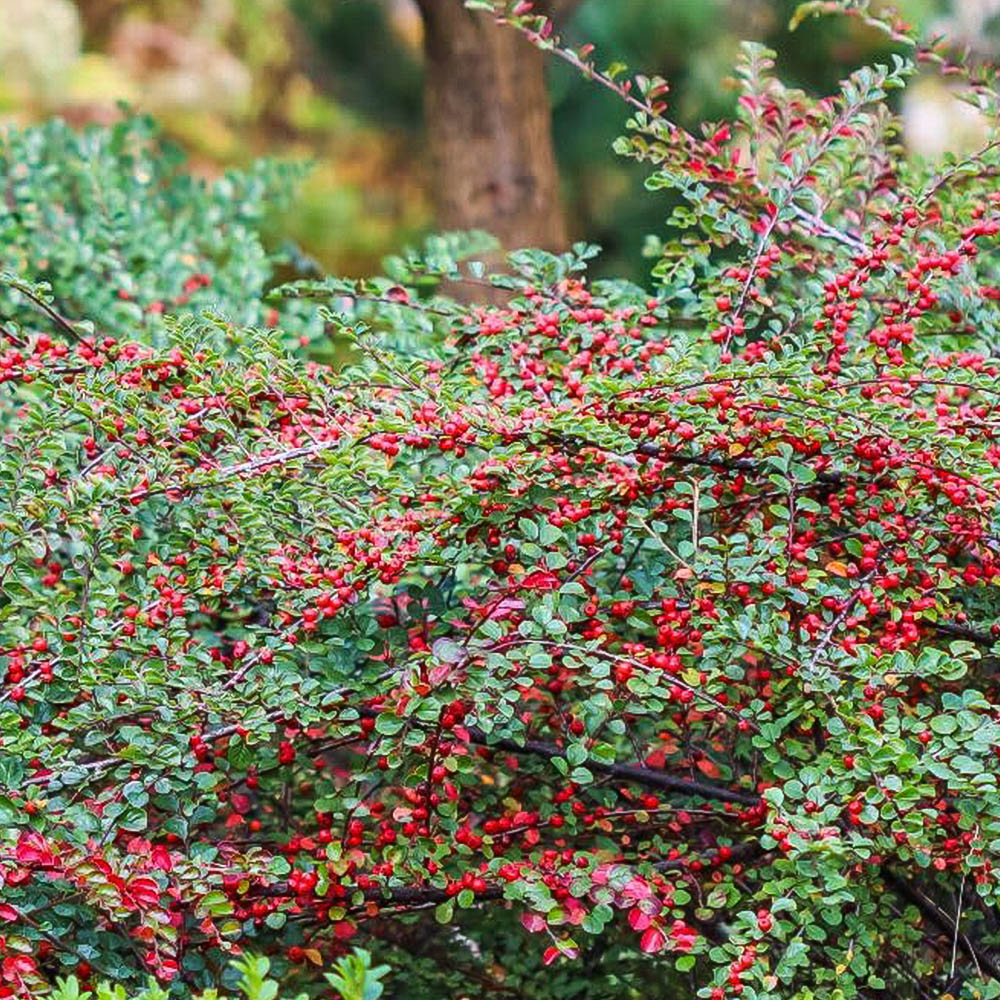 Thompson and Morgan Cotoneaster Horizontalis Variegatus Plant Pot 9cm Image 1