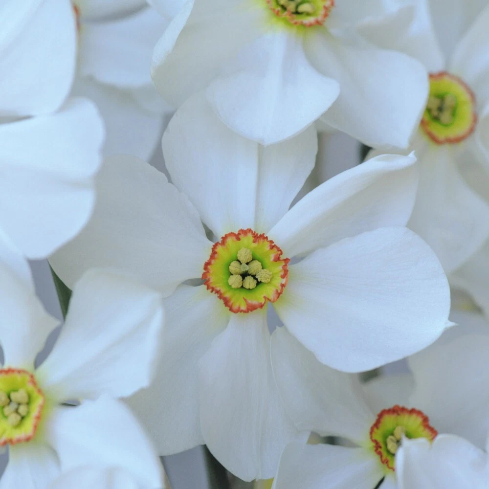 Thompson and Morgan Daffodil Sagana Spring Planting Bulb 8 Pack Image 3