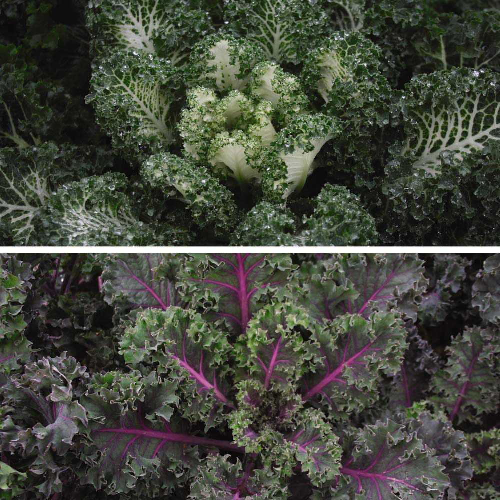 Thompson and Morgan Kale Duo Mix Seeds 2 Pack Image 1