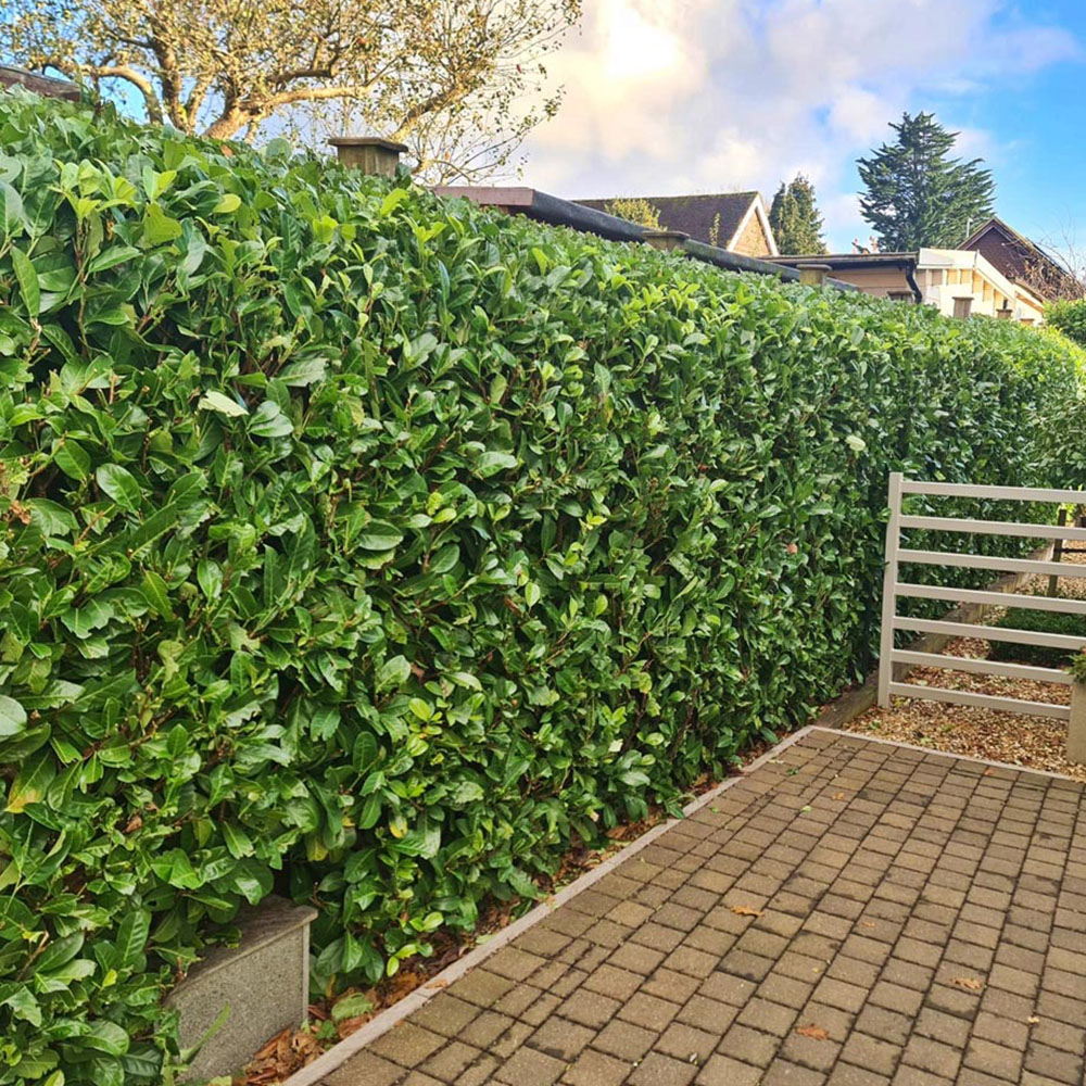 Inspirational Gifting Laurel Evergreen Bare Root Hedge Plant 3ft 20 Pack Image 2